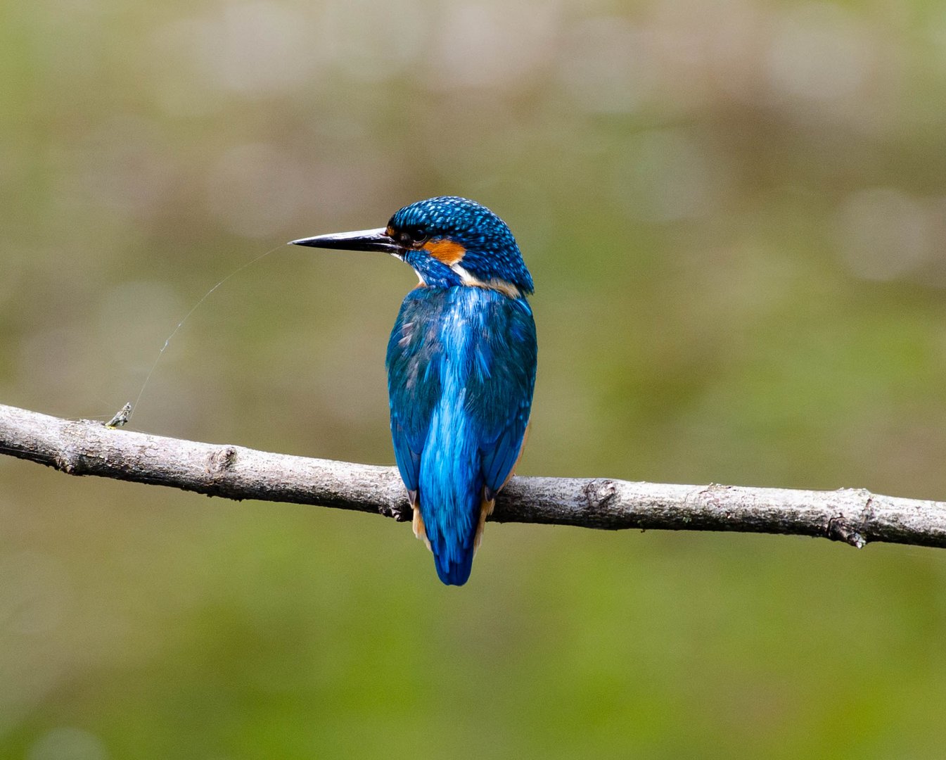 Eisvogel