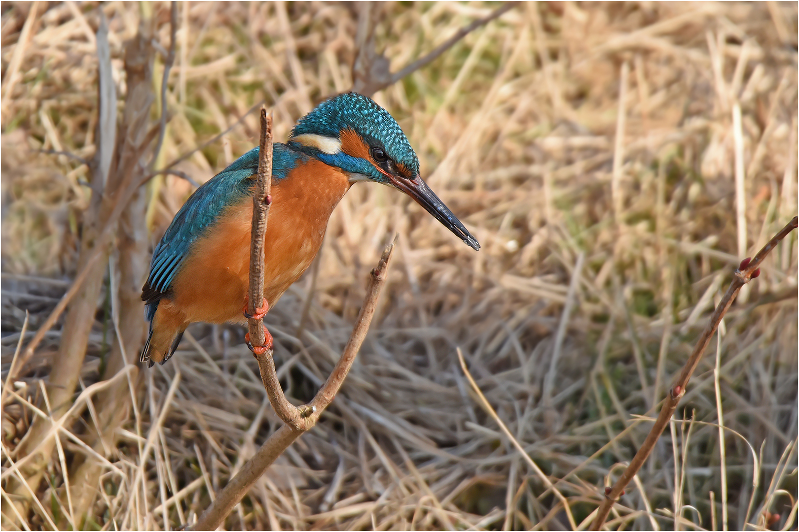 Eisvogel