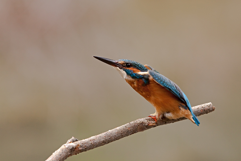 Eisvogel