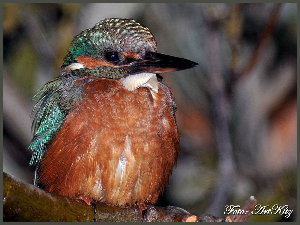 Eisvogel