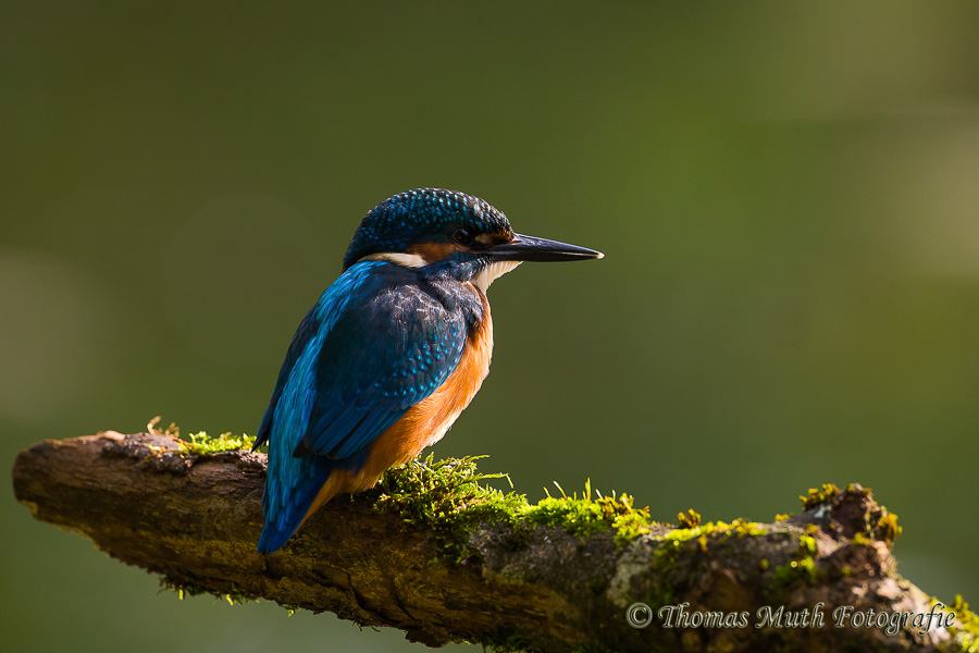 Eisvogel