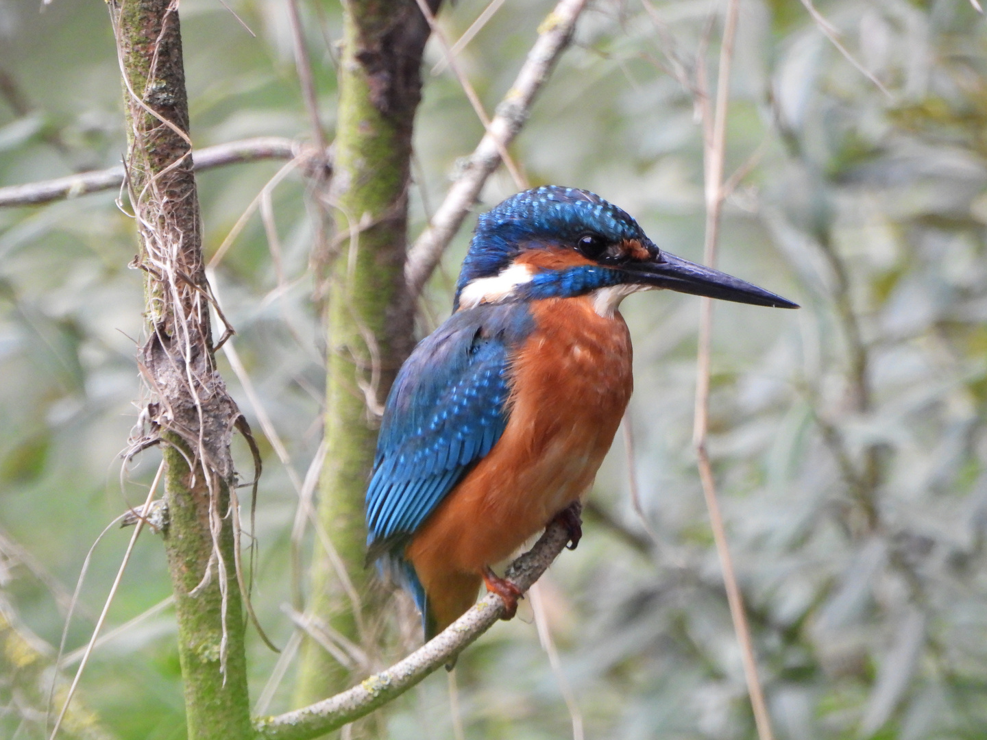 Eisvogel .....