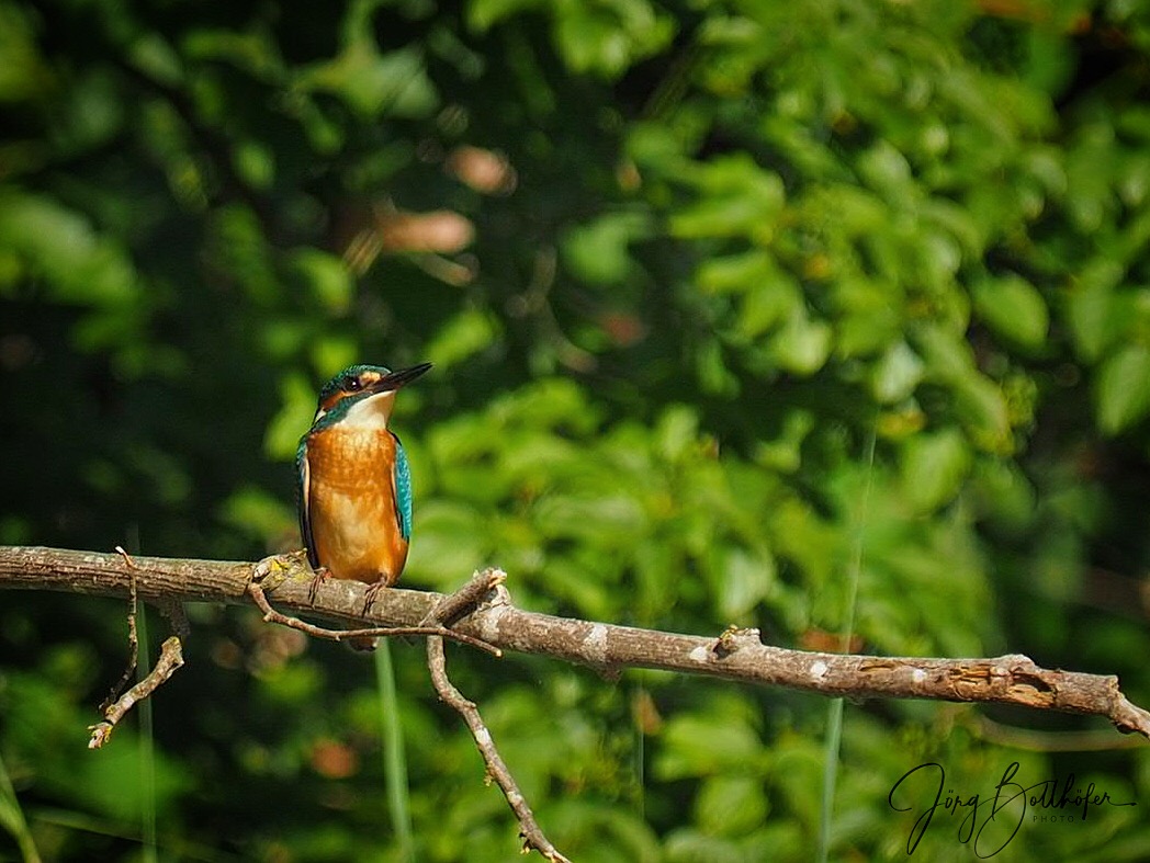 Eisvogel