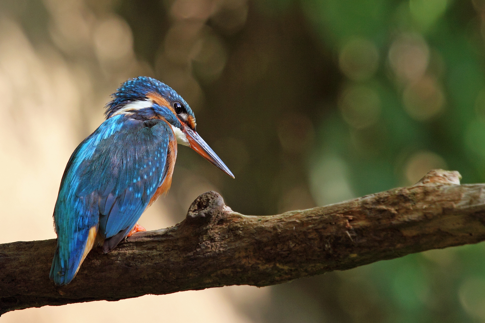 EISVOGEL