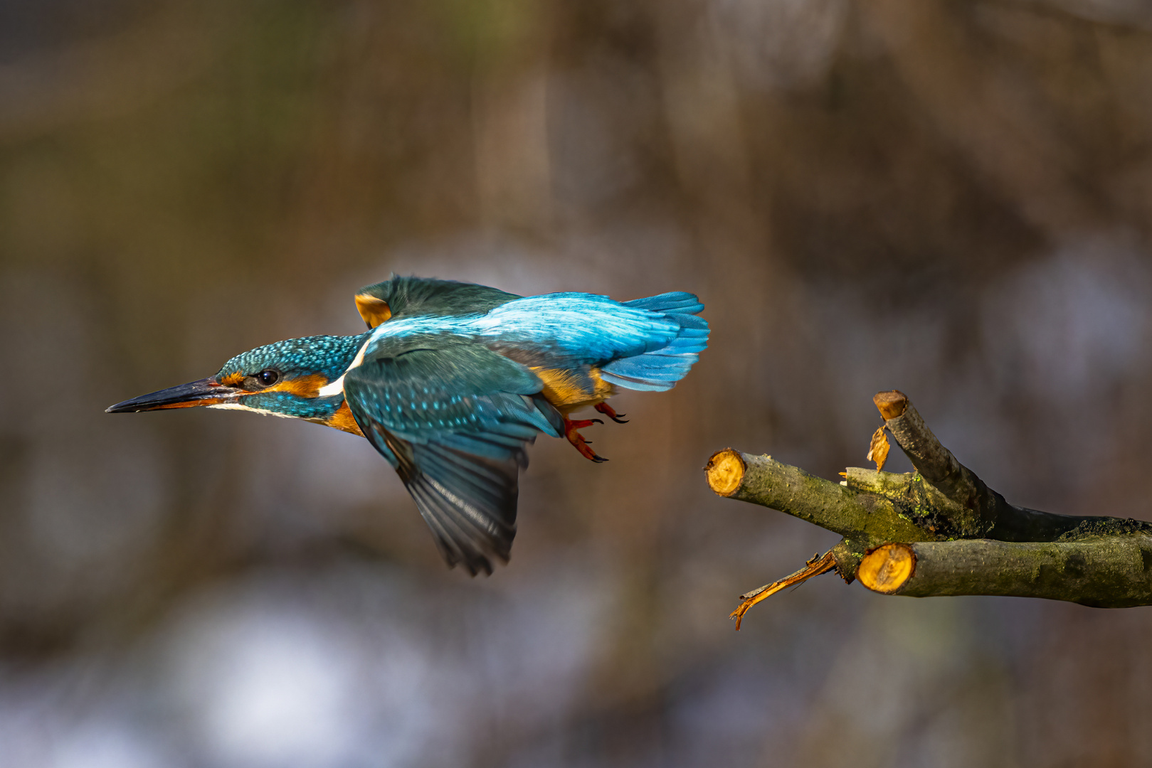 Eisvogel