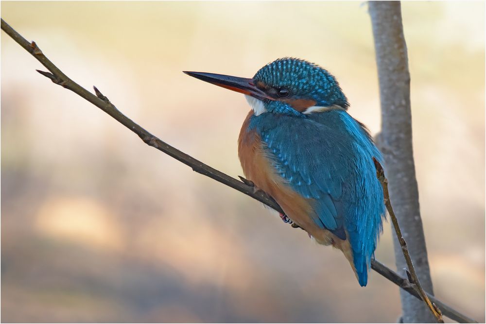 Eisvogel