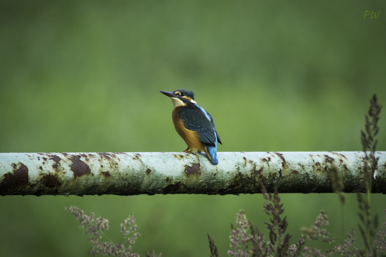 Eisvogel