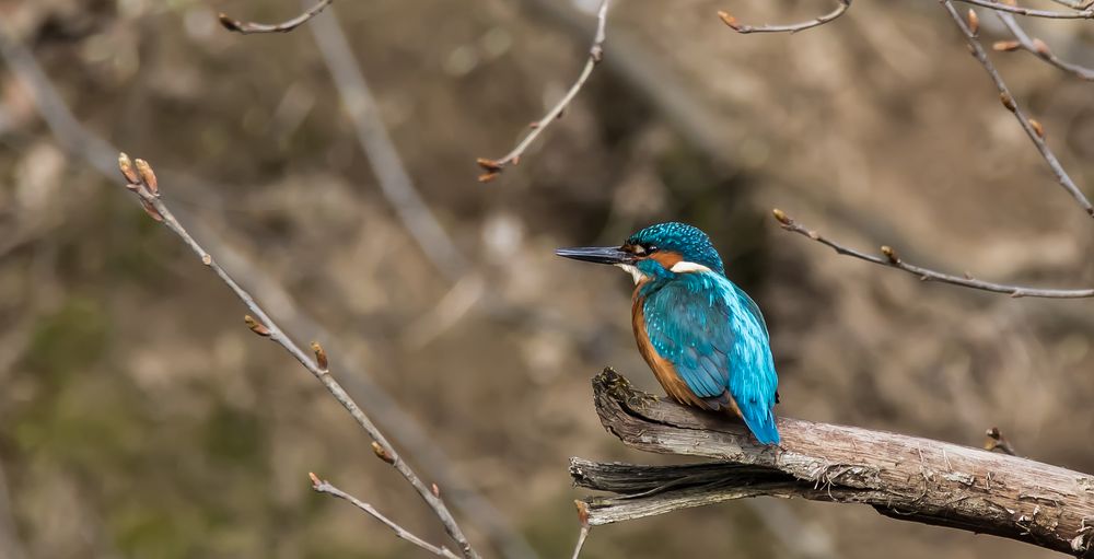 Eisvogel