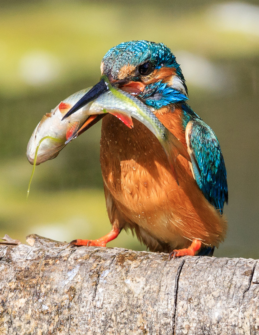 Eisvogel 