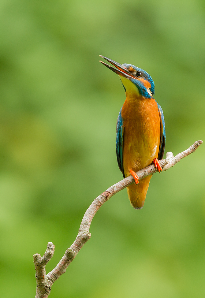 Eisvogel