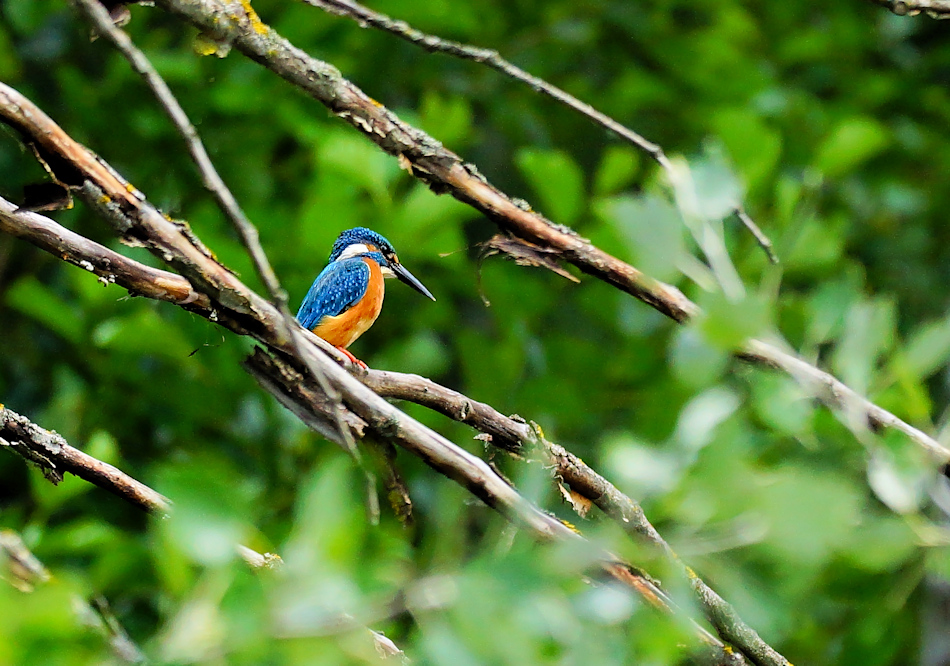 Eisvogel