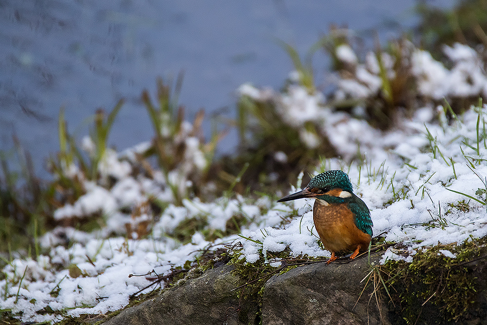 *Eisvogel*