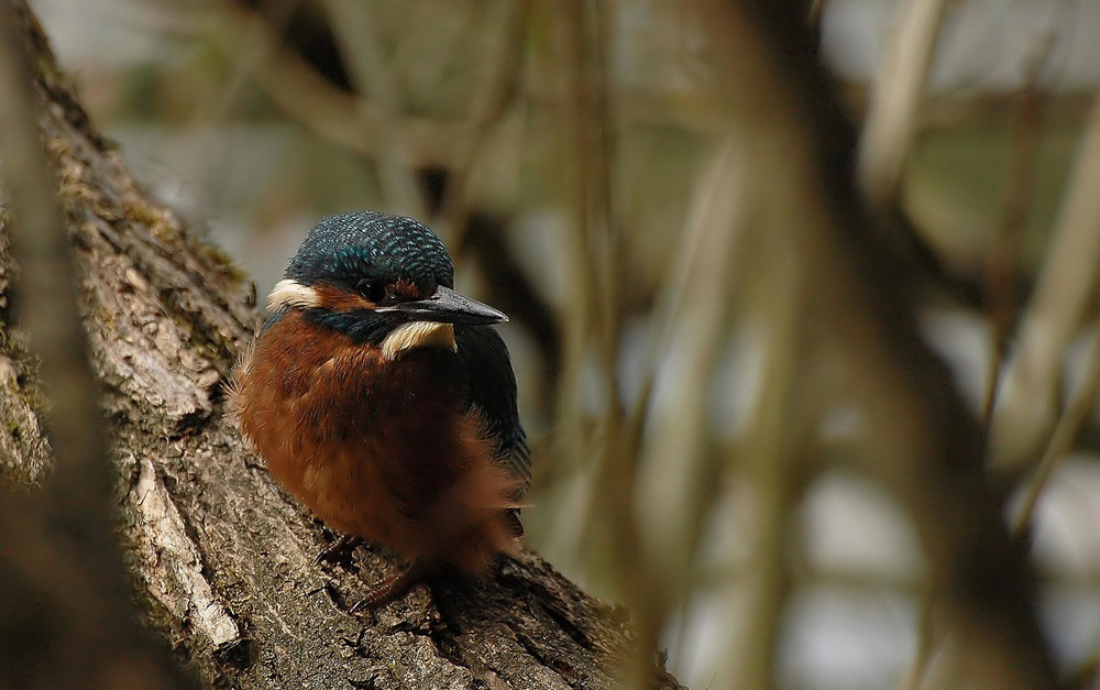 Eisvogel.,