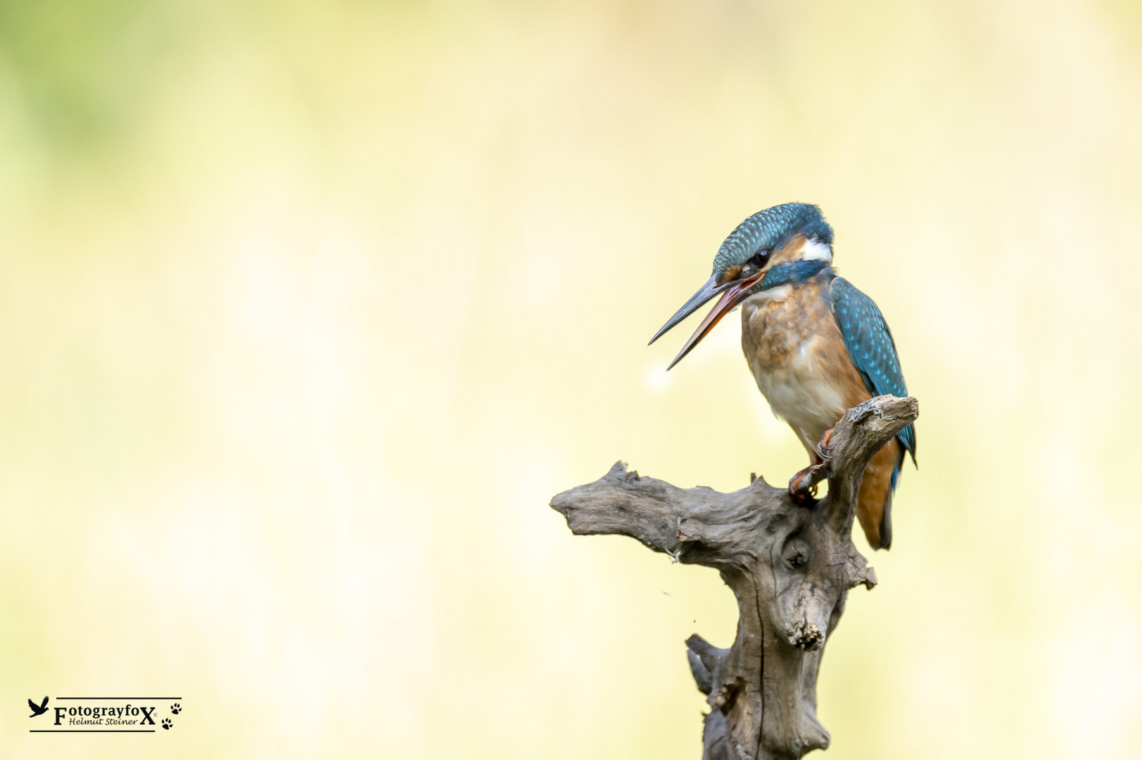 Eisvogel