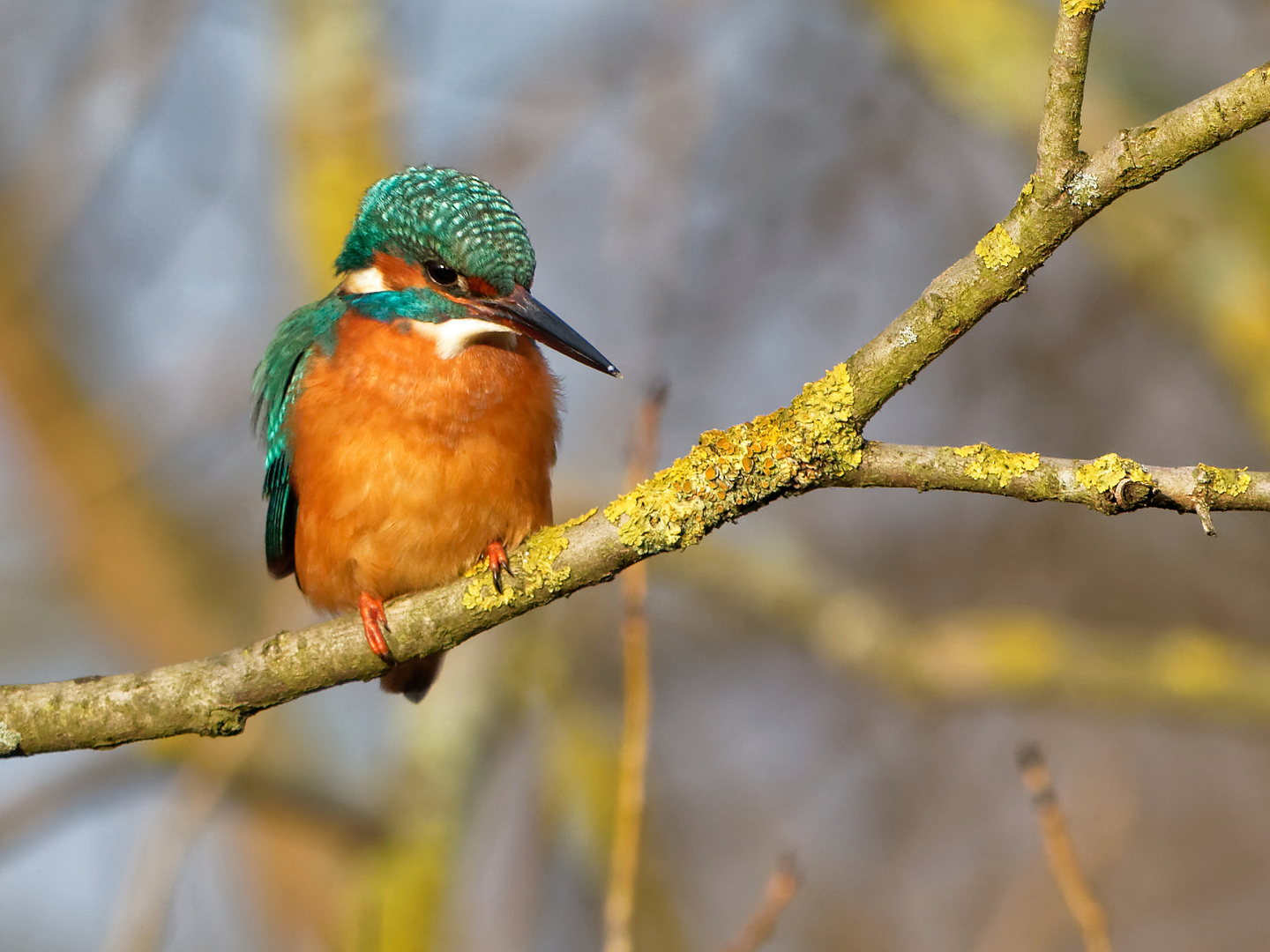 Eisvogel