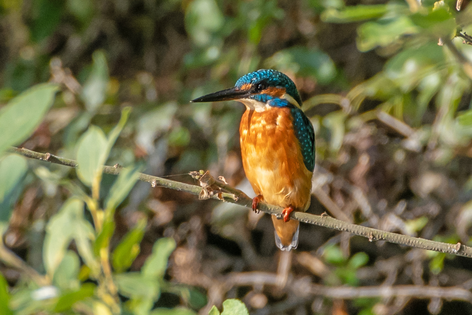 Eisvogel