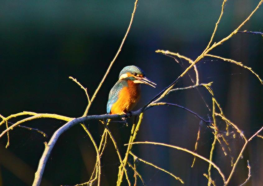 Eisvogel