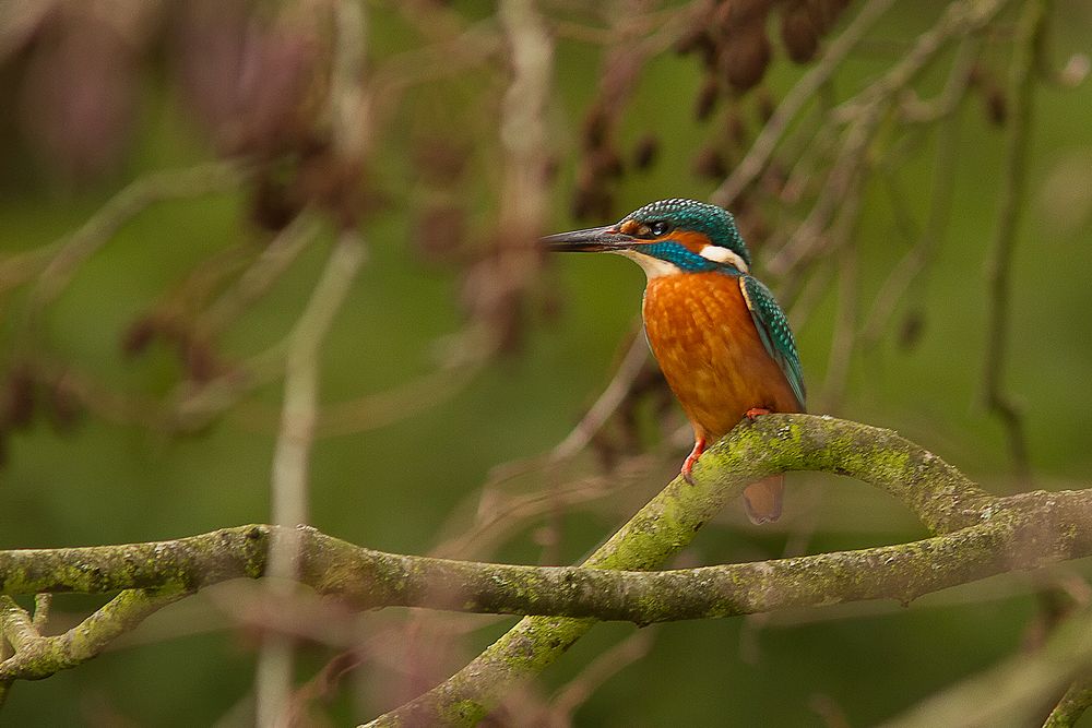 Eisvogel