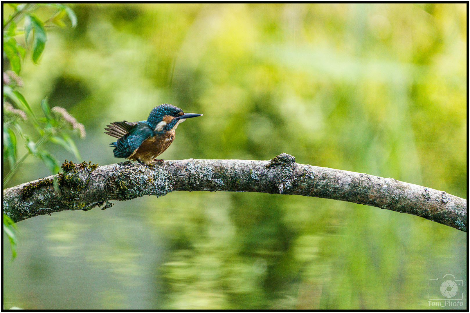 Eisvogel Baby