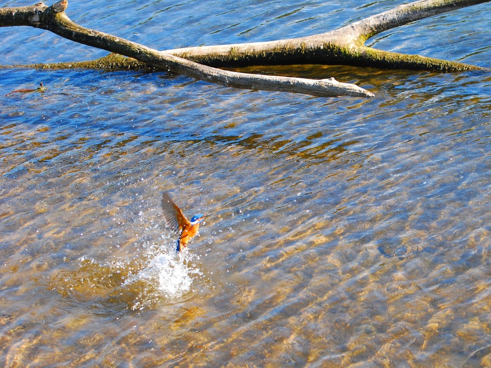 Eisvogel Bad