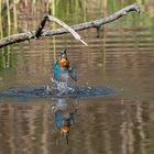 Eisvogel – Badeszene