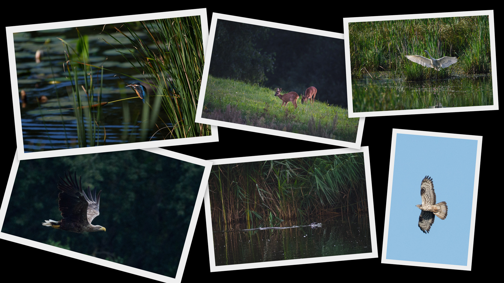 Eisvogel - Bambi² - Silberreiher - Seeadler - Fischotter - Wespenbussard