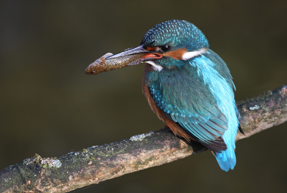 Eisvogel