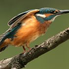 Eisvogel