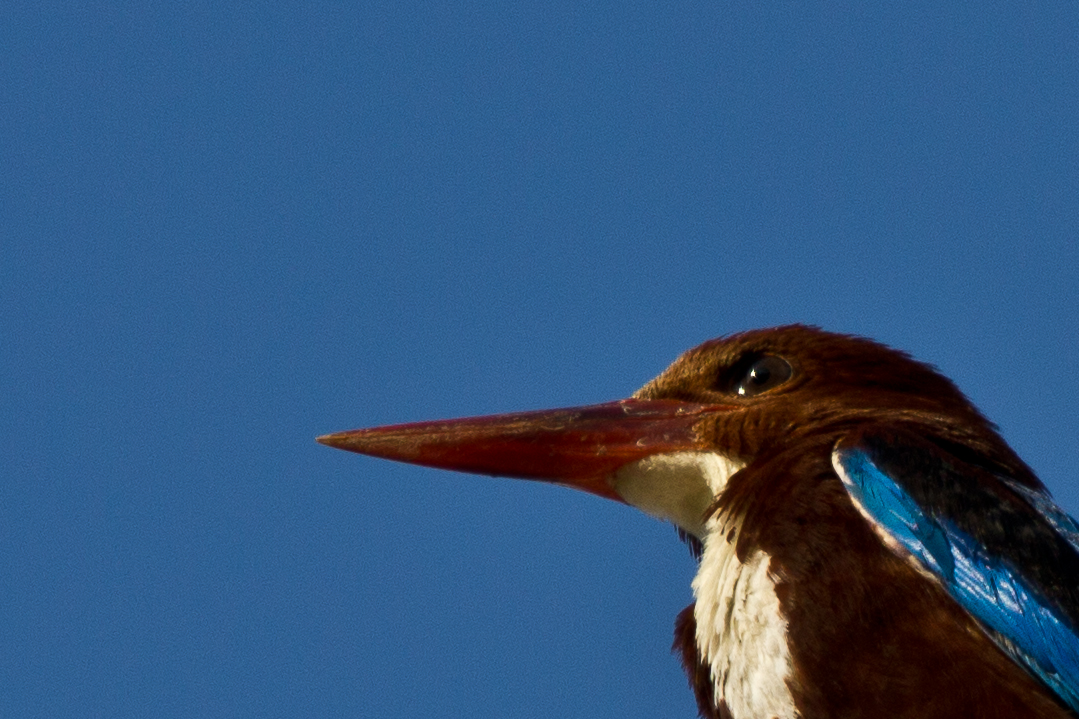 Eisvogel