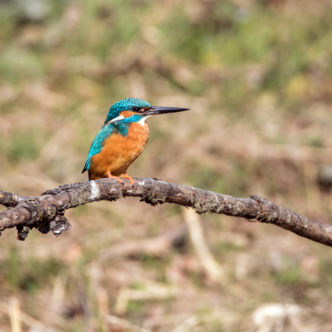 Eisvogel