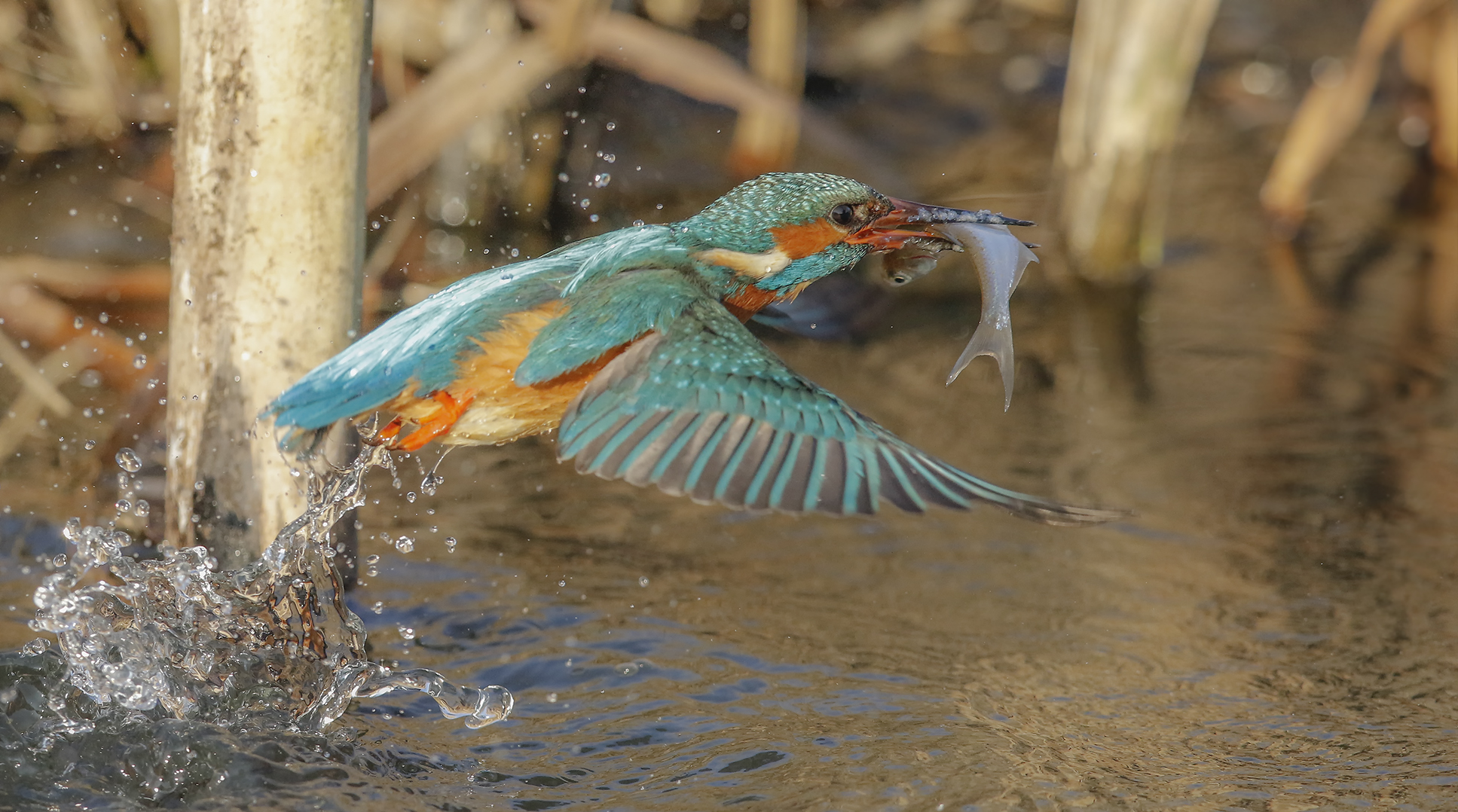 Eisvogel