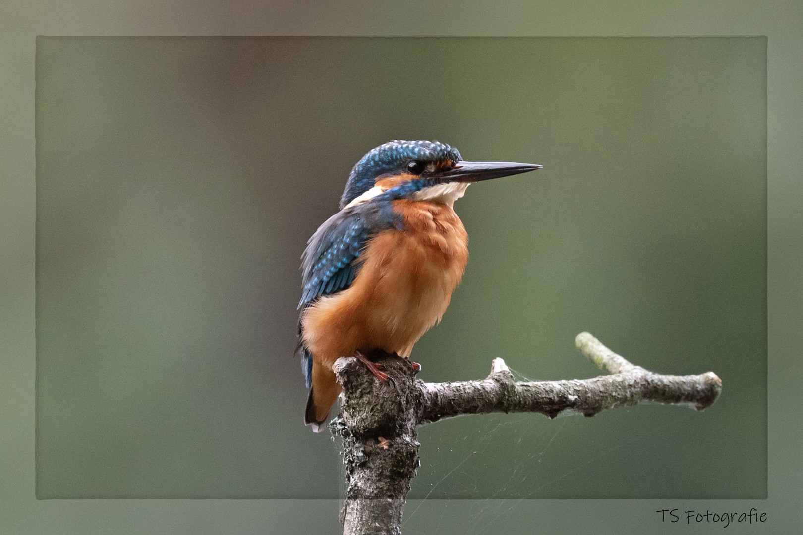 Eisvogel