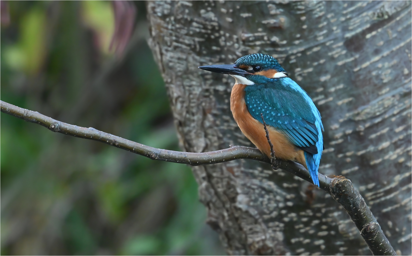 Eisvogel