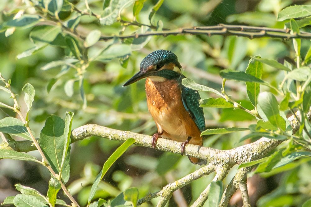 Eisvogel