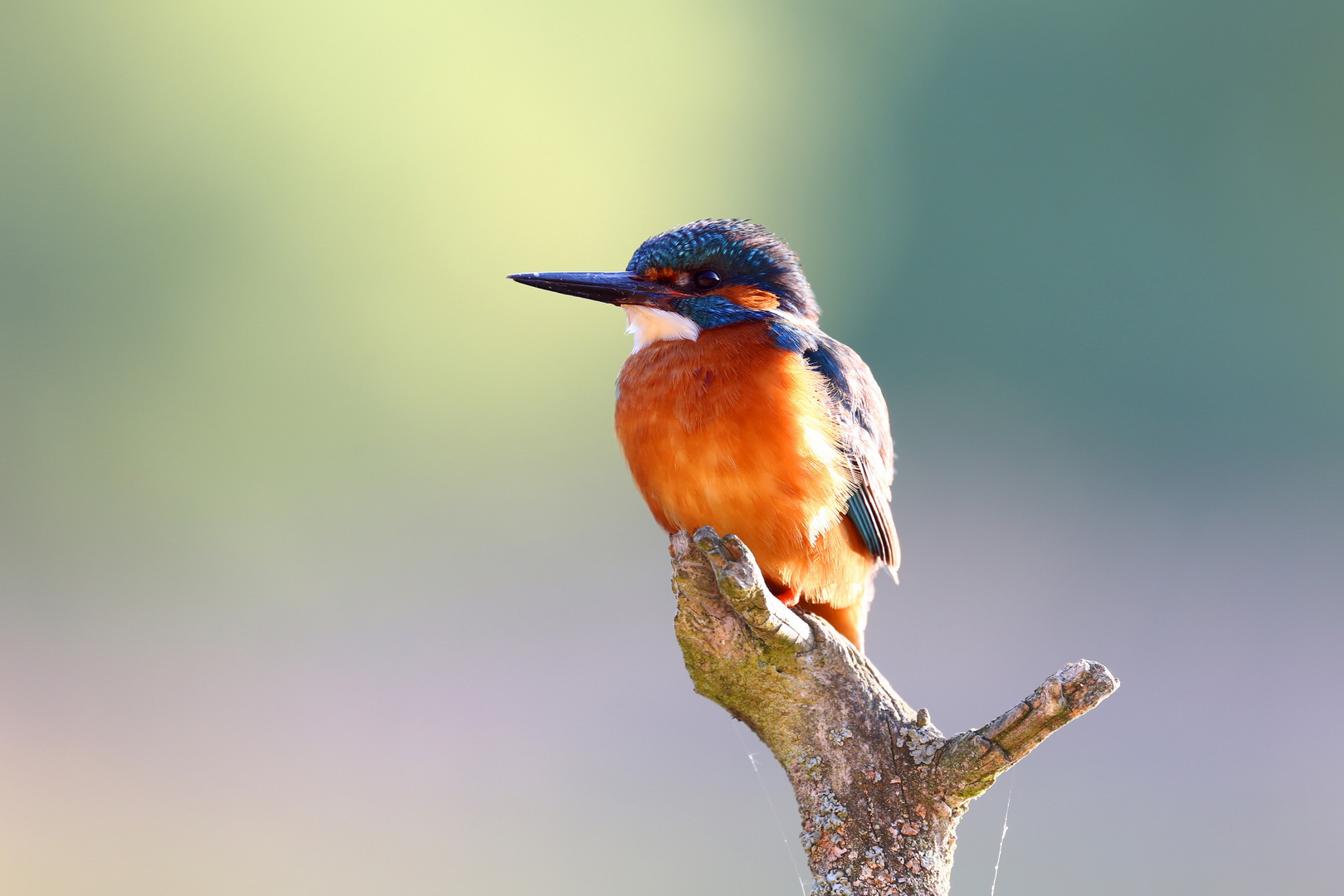 Eisvogel