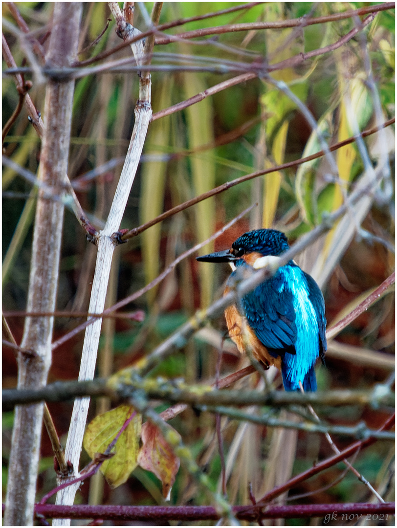 Eisvogel