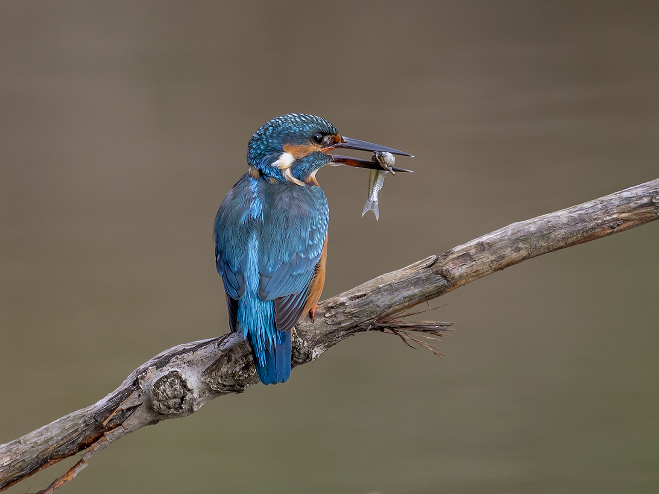 Eisvogel