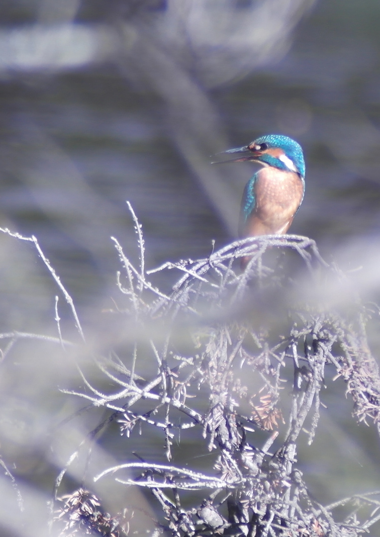 Eisvogel