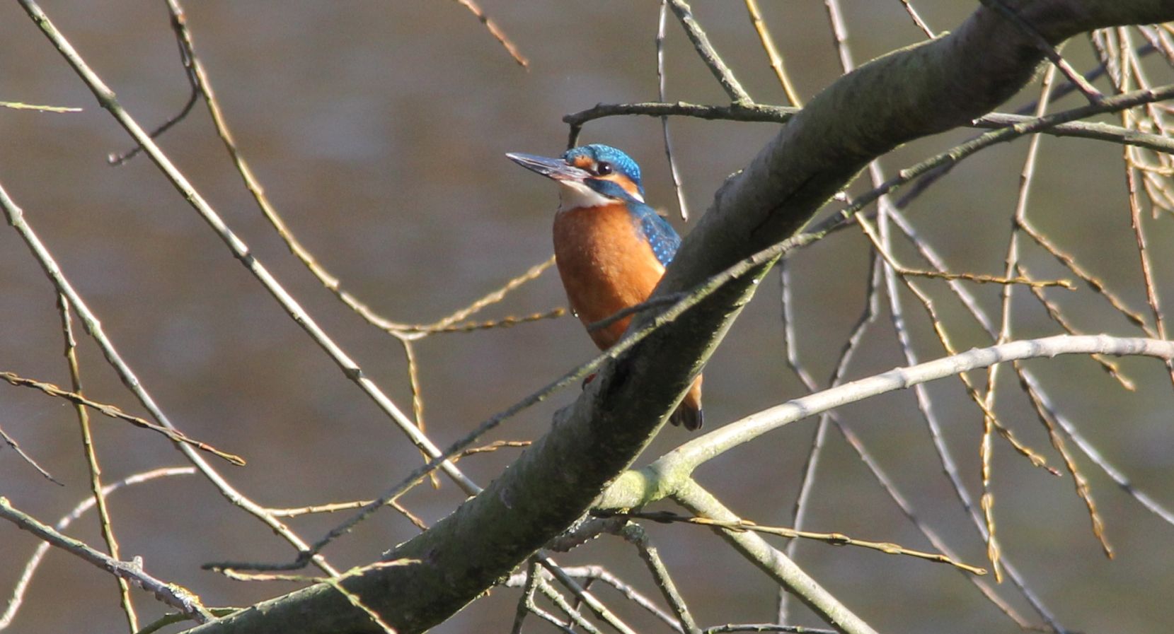 Eisvogel