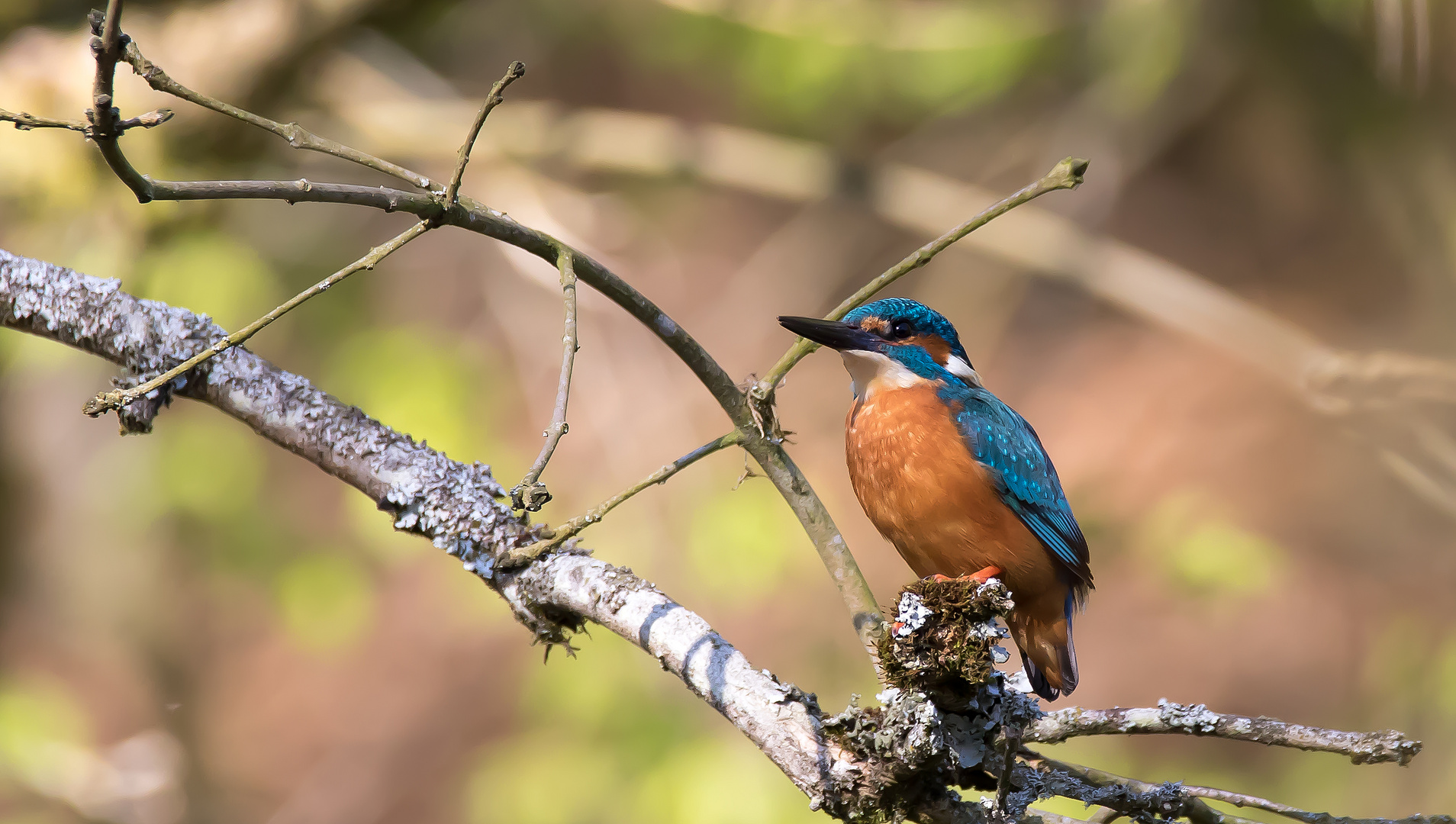 Eisvogel