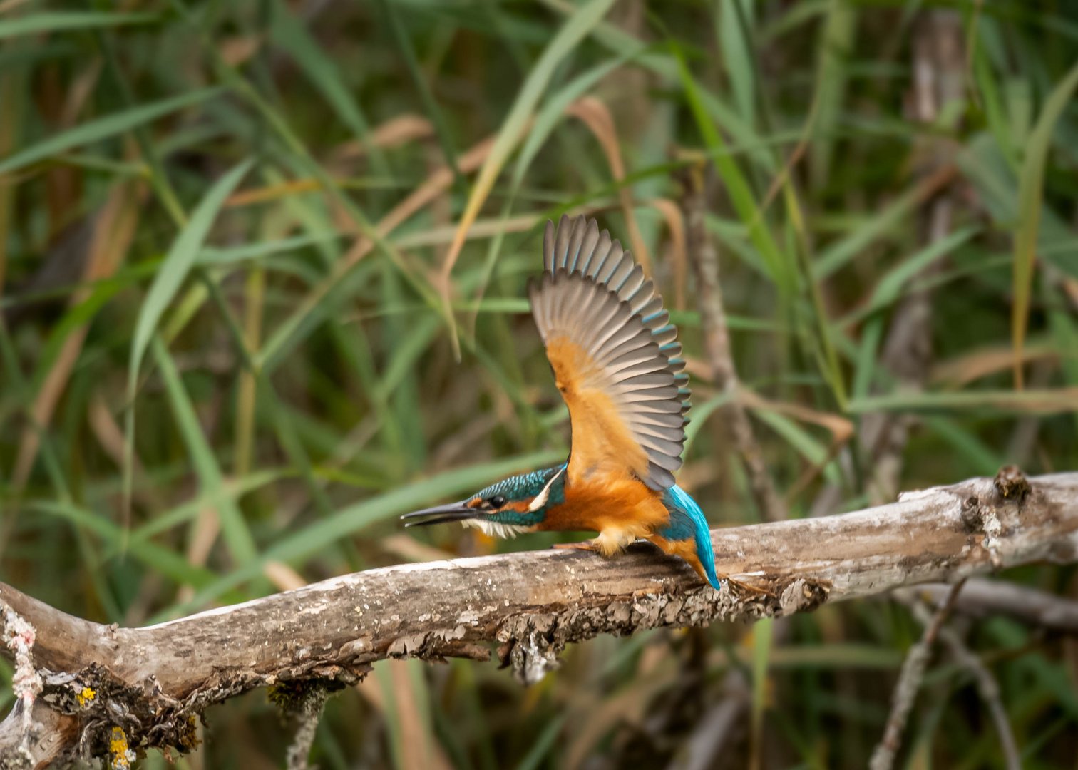 Eisvogel bei Abflug