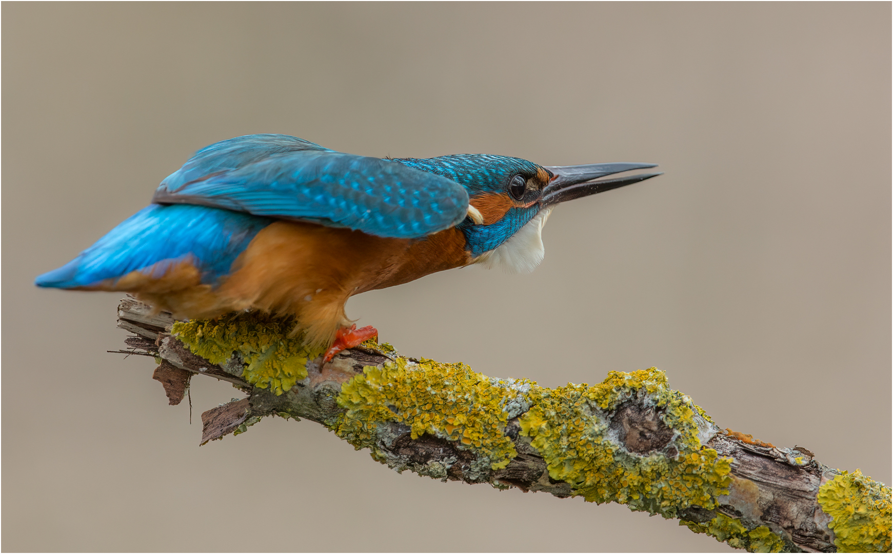 Eisvogel bei Bedrohung