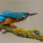 Eisvogel bei Bedrohung