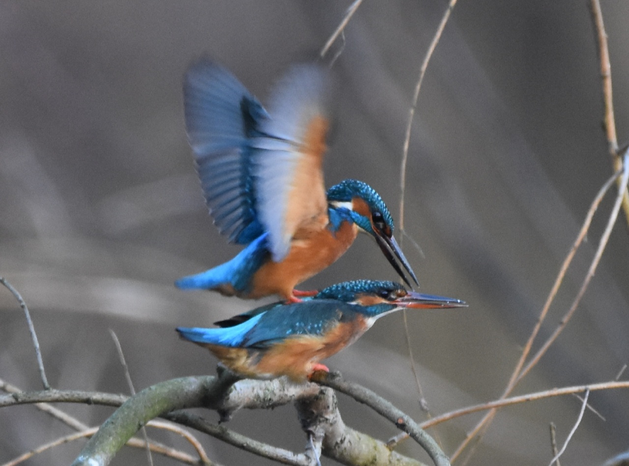 Eisvogel bei der Balz