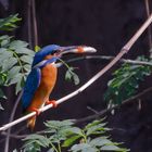 Eisvogel  _bei der Brutfürsorge