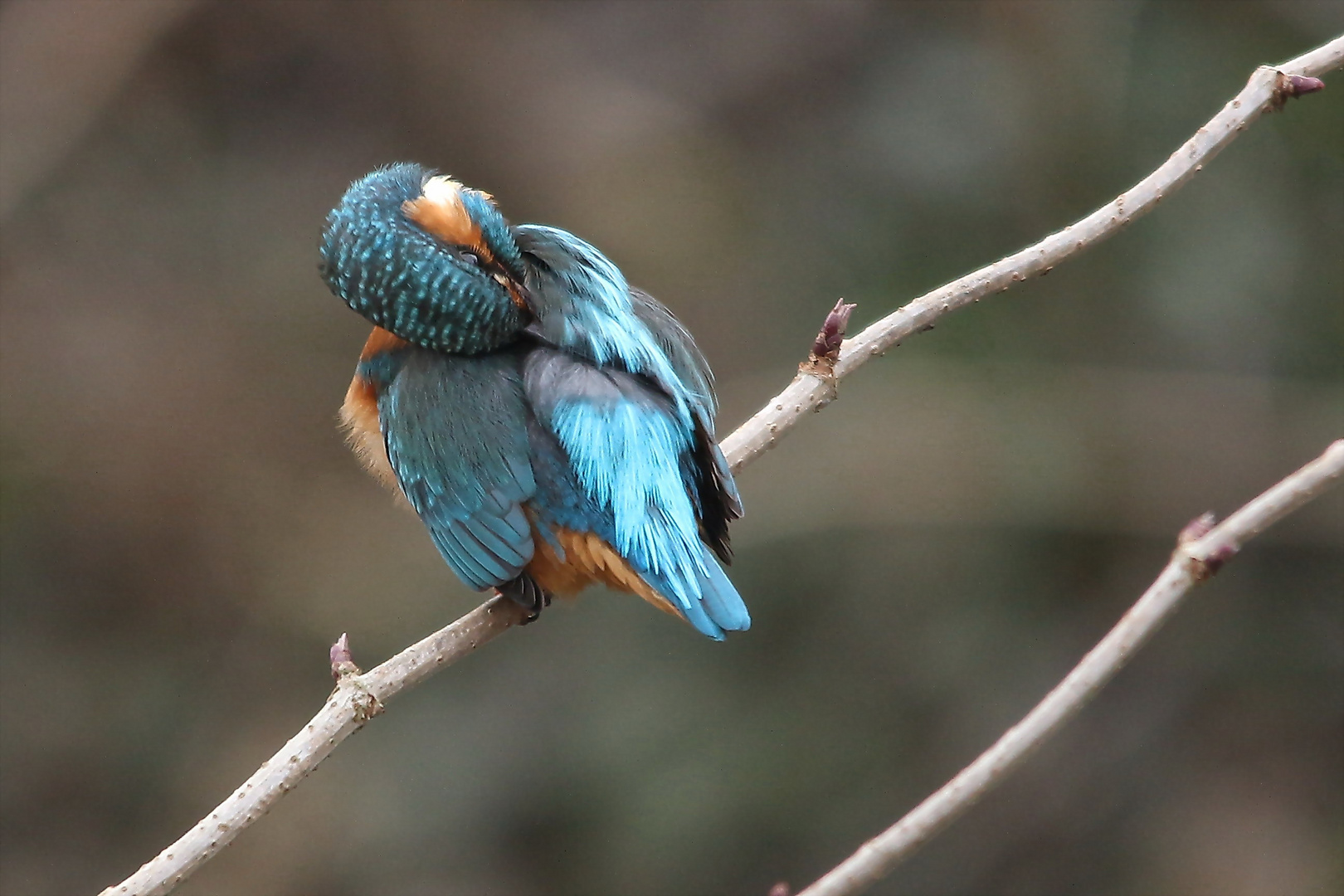 Eisvogel bei der Federpflege