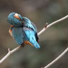 Eisvogel bei der Federpflege