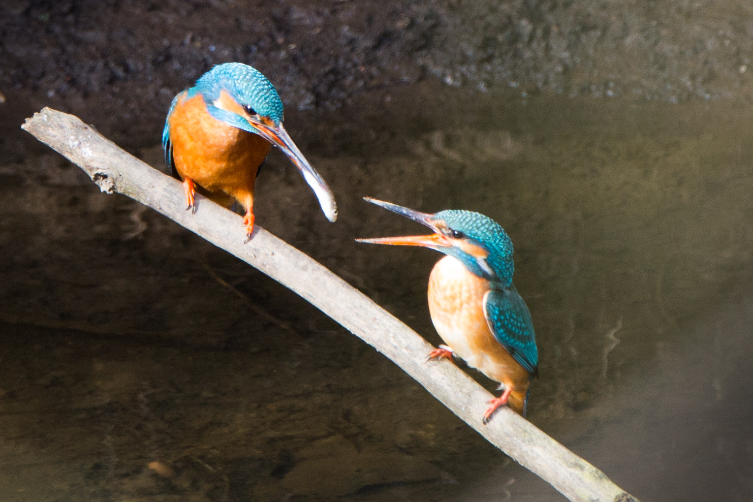 Eisvogel bei der Fischübergabe