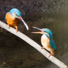 Eisvogel bei der Fischübergabe