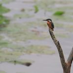 Eisvogel bei der Flugrast und Ausschau nach einer Brot -(Fisch) Zeit